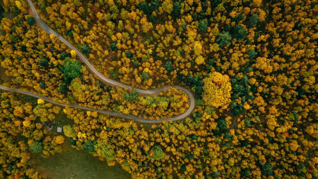 aerial photo of trees