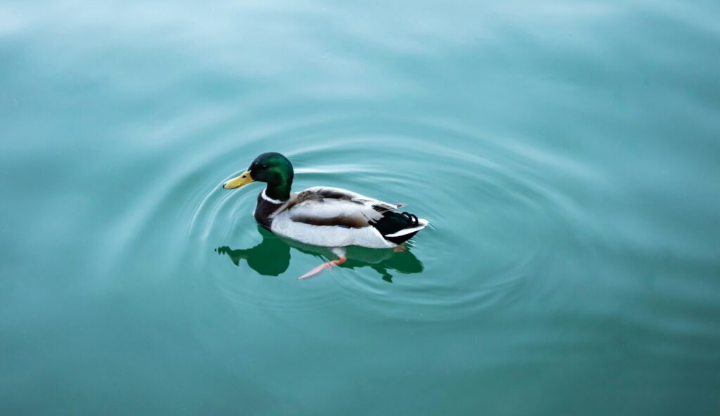 A nice picture of a duck
