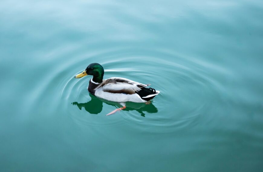 A nice picture of a duck